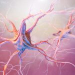 Peripheral Nerve Regeneration